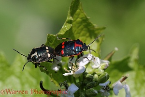 Shield bug mating pair