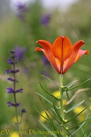 Flame lily, (Lilium bulbiferum) Dolomites