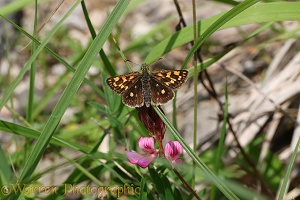 Chequered Skipper butterfly (Carterocephalus palaemon)