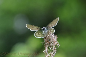 Alpine Blue Butterfly (Albulina orbitulus)