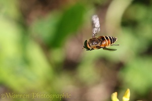 Horsefly (Hybomitra species) hovering 1