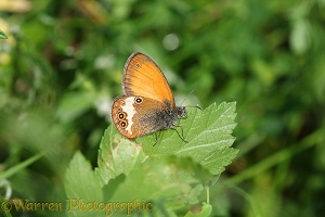 Pearly Heath butterfly (Coenonympha arcania)