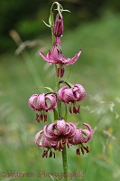 Martagon lily (Lillium martagon)
