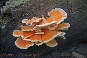 Sulphur Polypore or Chicken of the Woods fungus Laetiporus