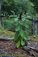 Indian Pokeweed (Phytolacca acinosa) in berry