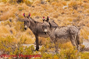 Donkeys with wool tuft ear identity tags
