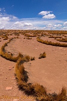 High Altiplano with tussock grass or Paja Brava