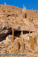 Pasacana Tree Cacti, Salar de Uyuni, Bolivia