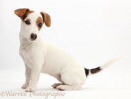 Jack Russell Terrier puppy sitting