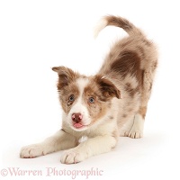 Playful Red merle Border Collie puppy in play-bow