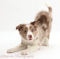 Playful Red merle Border Collie puppy in play-bow