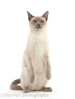 Blue-point Birman-cross cat standing up