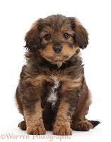F1b Toy Goldendoodle puppy, sitting
