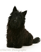 Black Scottie dog