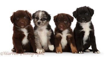 Four Mini American Shepherd puppies in a row