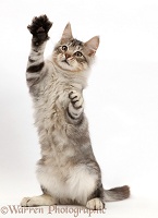 Silver tabby kitten with raised paw waving
