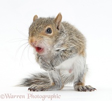 Young Grey Squirrel with open mouth