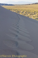 Footprints in Singing Sand Dunes
