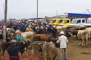 People and cattle at the Karakol Animal Market