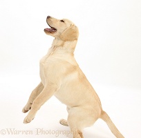 Yellow Labrador pup, 5 months old, jumping up