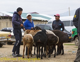 Men with Fat-tailed or Dumba Sheep at Karakol Animal Market