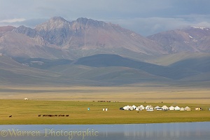 Yurts and horses by Song Kul Lake, Kyrgyzstan
