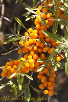 Common sea-buckthorn berries