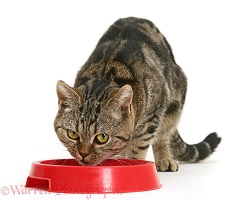 Tabby cat eating from a red plastic bowl
