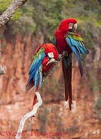 Green-winged Macaws preening
