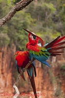 Green-winged Macaws preening