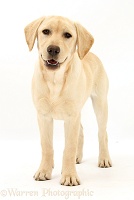 Yellow Labrador Retriever pup, 5 months old, standing