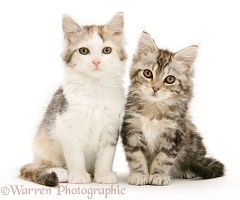 Calico and tabby Maine Coon kittens