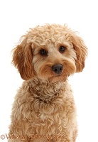 Cockapoo dog portrait