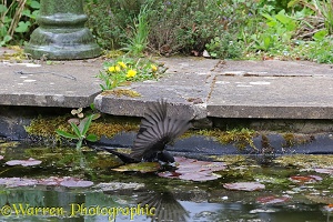 Blackbird fishing for newts in a pond