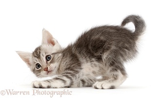 Playful Silver tabby kitten
