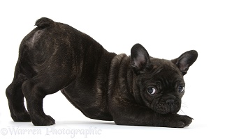 Dark brindle French Bulldog pup in play-bow