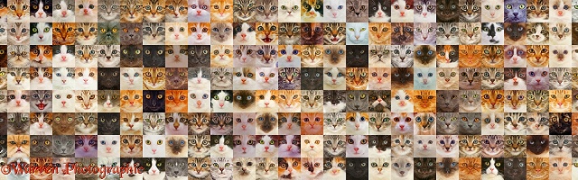 175 Random Cats