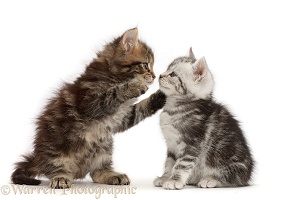 Brown and Silver tabby kittens, kissing