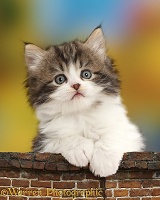 Fluffy tabby-and-white kitten leaning over a wall