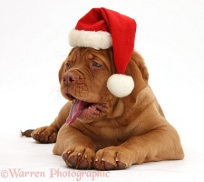 Dogue de Bordeaux puppy with Santa hat on