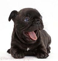 French Bulldog puppy, 5 weeks old, yawning
