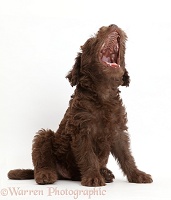 Chocolate Labradoodle puppy yawning at the sky
