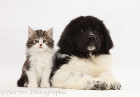 Kitten sitting with Newfoundland puppy
