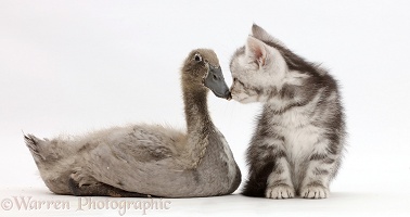 Silver tabby kitten kissing Indian Runner duckling on the beak