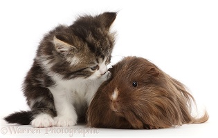 Tabby-and-white kitten with shaggy Guinea pig