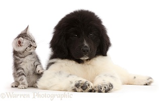Silver tabby kitten with Newfoundland puppy