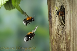 Tree Bumblebee 1