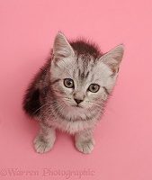 Silver tabby kitten, 10 weeks old, sitting on pink background