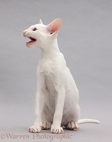 White Oriental kitten sitting and meowing on grey background