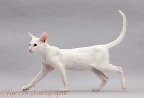 White Oriental kitten walking on grey background